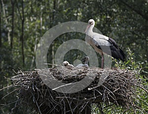 White stork, ciconia bird animal