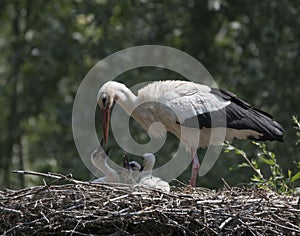 White stork, ciconia bird animal