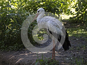 White stork, ciconia bird animal