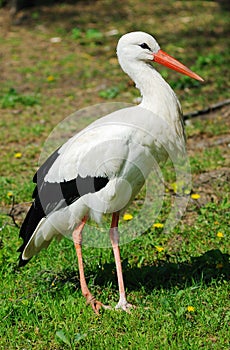 White Stork (Ciconia ciconia)