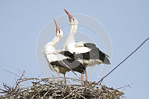 White stork / Ciconia ciconia