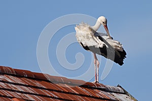 White stork Ciconia ciconia