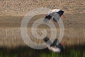 White stork Ciconia ciconia