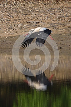 White stork Ciconia ciconia