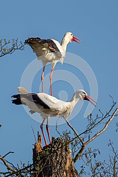 White Stork Ciconia ciconia