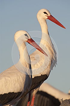 White stork, Ciconia ciconia
