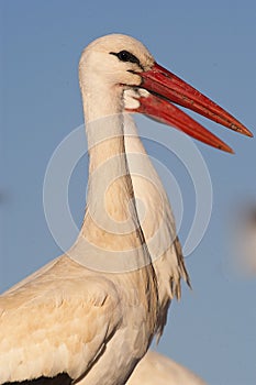 white stork, Ciconia ciconia