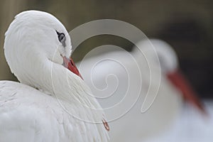 White Stork ( Ciconia ciconia )