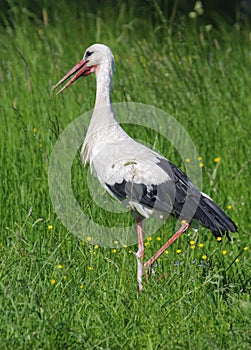 White Stork Ciconia ciconia