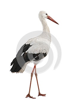White Stork - Ciconia ciconia (18 months)