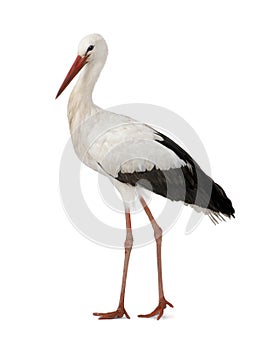White Stork - Ciconia ciconia (18 months)