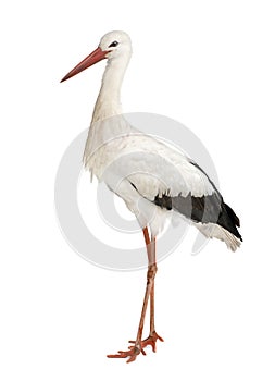 White Stork - Ciconia ciconia (18 months)