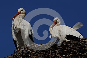 White Stork ( Ciconia ciconia )