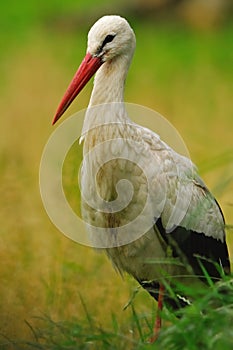 White Stork (Ciconia ciconia)