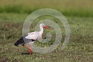 White stork (Ciconia ciconia