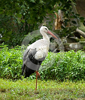 White stork (Ciconia ciconia)