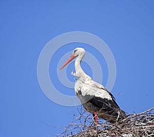 Blanco cigüena ( ) 