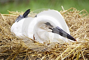 White Stork / Ciconia ciconia ( 8 weeks old )