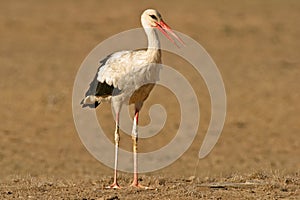 White stork (Ciconia ciconia)