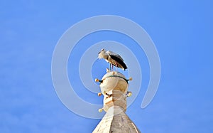 White Stork, Ciconia ciconia, balancing and resting on top of a tall Catholic Church bell tower