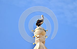 White Stork, Ciconia ciconia, balancing and resting on top of a tall Catholic Church bell tower