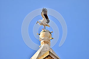 White Stork, Ciconia ciconia, balancing and resting on top of a tall Catholic Church bell tower
