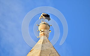 White Stork, Ciconia ciconia, balancing and resting on top of a tall Catholic Church bell tower