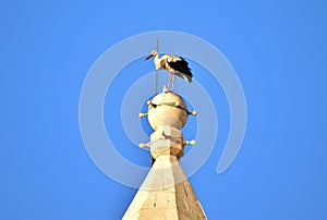 White Stork, Ciconia ciconia, balancing and resting on top of a tall Catholic Church bell tower