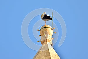 White Stork, Ciconia ciconia, balancing and resting on top of a tall Catholic Church bell tower