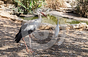 White stork Ciconia ciconia at Beer-Sheva Zoo