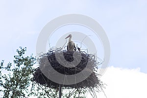 White stork. Ciconia ciconia bird outdoors on bird`s nest in countryside