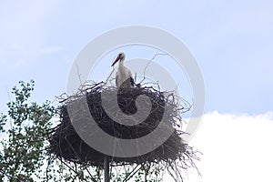 White stork. Ciconia ciconia bird outdoors on bird`s nest in countryside