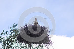 White stork. Ciconia ciconia bird outdoors on bird`s nest in countryside
