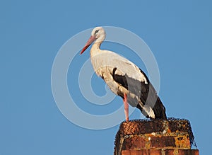 White Stork (Ciconia ciconia)