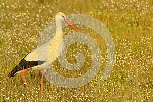 White Stork - ciconia ciconia - cegonha branca -bird photo