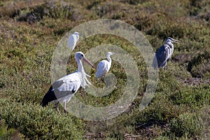 White stork, Ciconia ciconia, with egrets and a grey heron.