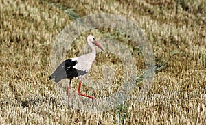 The white stork, Ciconia ciconia, feeds in a cut field