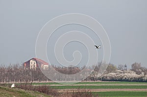 White stork Ciconia ciconia flying over the field