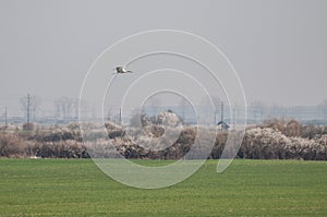 White stork Ciconia ciconia flying over the field and the blossom bushes
