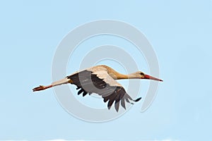 A white stork Ciconia ciconia, flying with widely spread wings