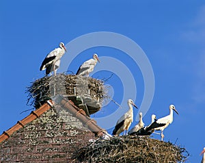White Stork, ciconia ciconia, Group of Adults standing on Nest, on the Roof of House