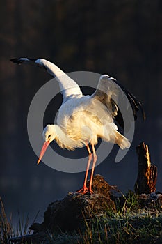 White stork, Ciconia ciconia, on the lake in spring. Stork with open wing. White stork in the nature habitat. Wildlife scene from