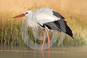 White stork, Ciconia ciconia, on the lake in spring. Stork with open wing. White stork in the nature habitat. Wildlife scene from