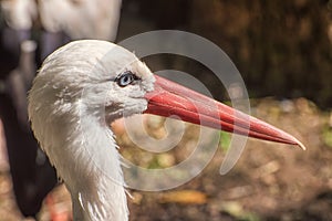 White stork, Ciconia ciconia, a large bird in the stork family, Ciconiidae. Portrait