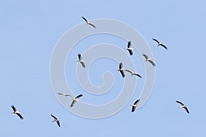 White stork, Ciconia ciconia. A large flock of birds fly in circles in the sky above the river