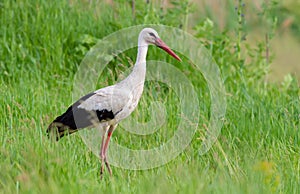 White stork, Ciconia ciconia. On a May morning, a bird walks through the meadow in search of food