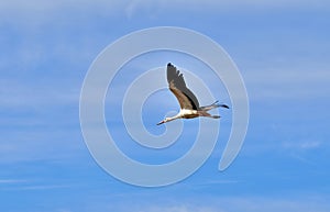 A White Stork, Ciconia ciconia, migrating over the Maltese Islands.