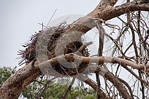 White Stork Ciconia Ciconia nest