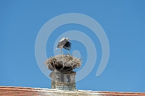 White stork (Ciconia ciconia) at the nest built on a smoke stack