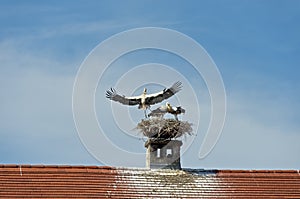 White stork (Ciconia ciconia) at the nest on a chimney